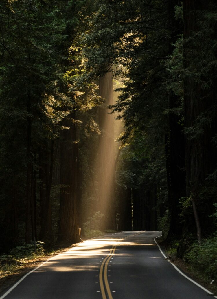 sunlight shining through trees how to rejoice in hope the true grit podcast with rachel grit episode 11