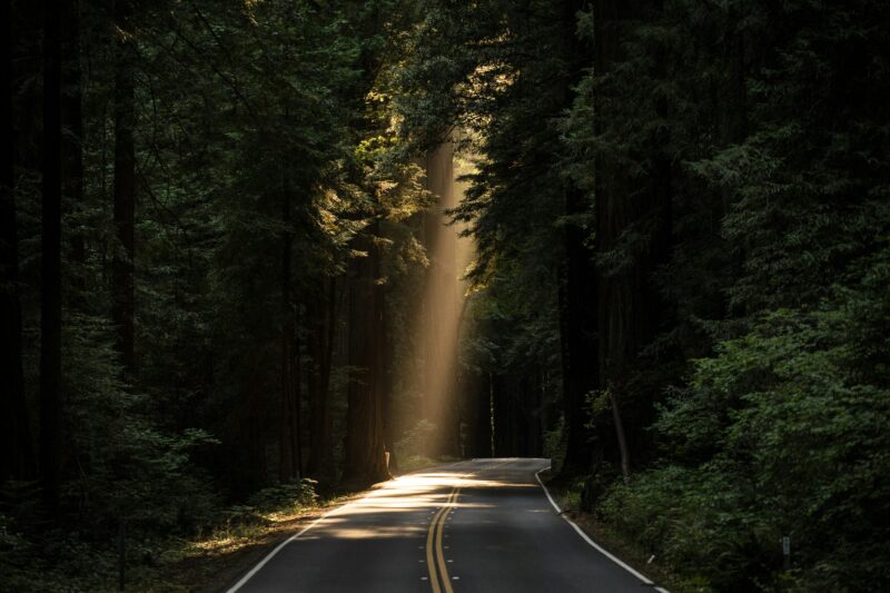 sunlight shining through trees how to rejoice in hope the true grit podcast with rachel grit episode 11