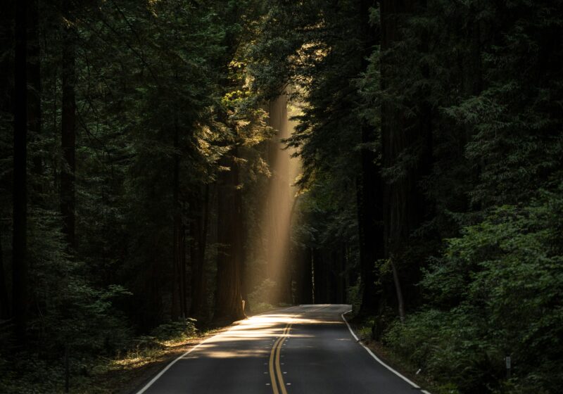 sunlight shining through trees how to rejoice in hope the true grit podcast with rachel grit episode 11